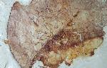 Zelkova zelkovifolia (UNGER 1843) & Daphnogene polymorpha ETTING - Bild © FossNet FossilienStore